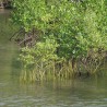 Grey mangrove - Seeds
