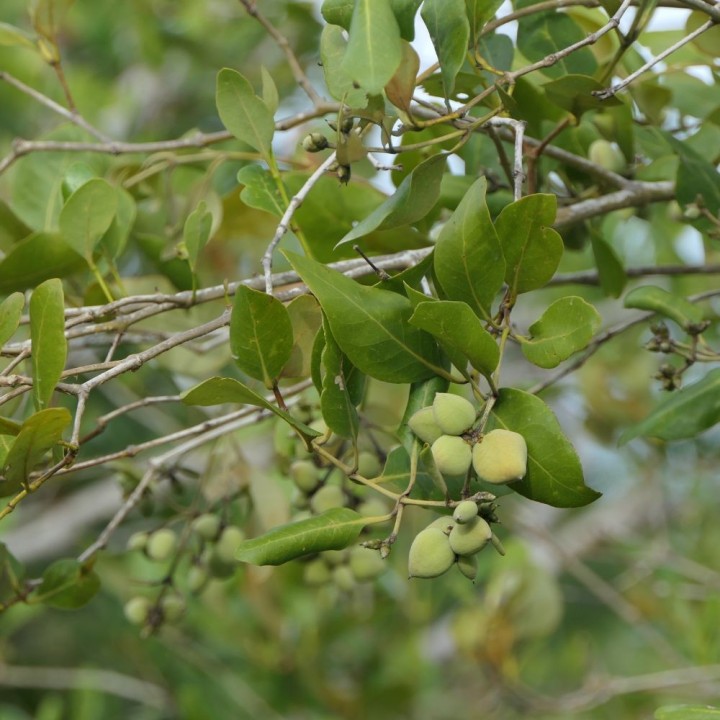Grey mangrove - Seeds