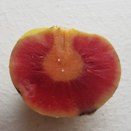 Green tampang - Seeds