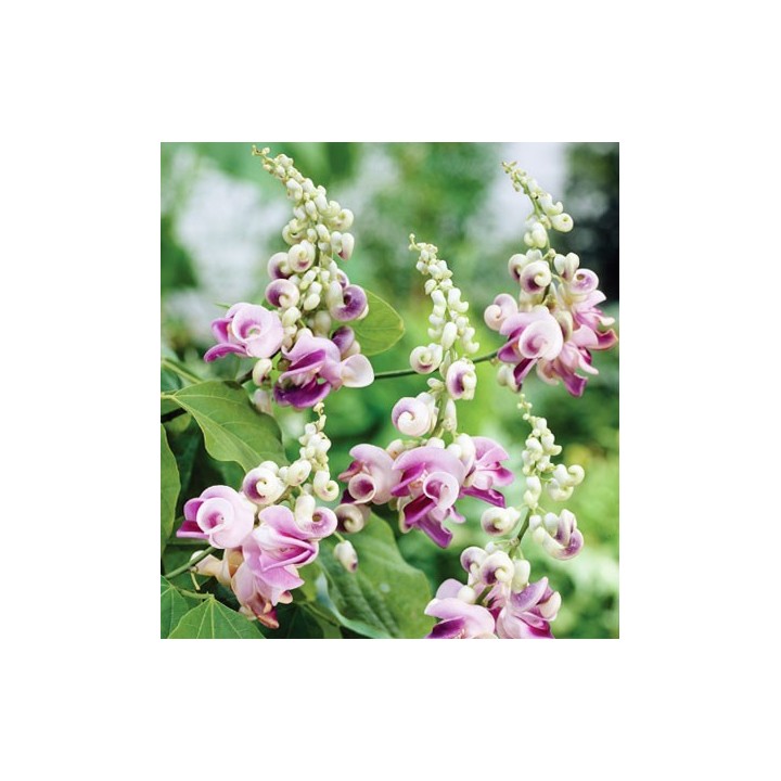 Snail Flower - 1 plant