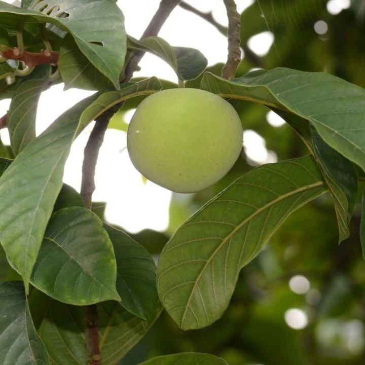 Green tampang - Seeds