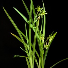 Green freesia - Seeds