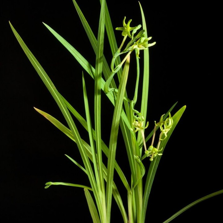 Green freesia - Seeds