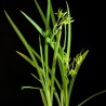 Green freesia - Seeds