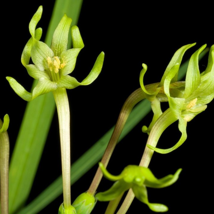 Green freesia - Seeds