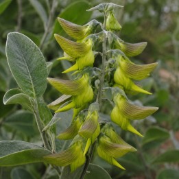 Green bird flower - Seeds