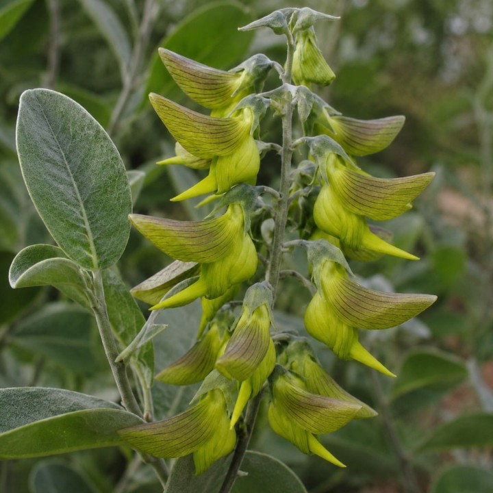 Green bird flower - Seeds