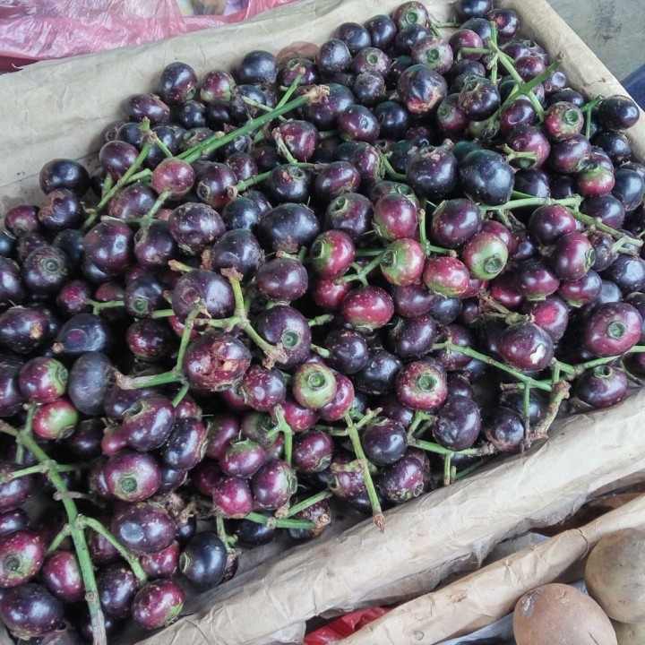Gowok fruit tree - Seeds
