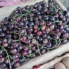 Gowok fruit tree - Seeds