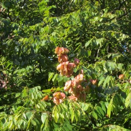 Golden-rain tree - Seeds