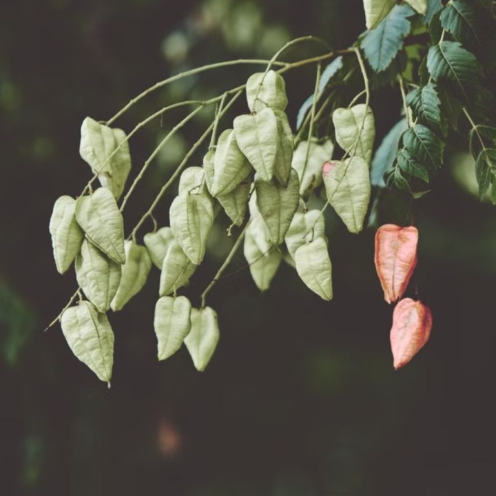 Golden-rain tree - Seeds