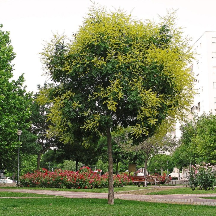 Golden-rain tree - Seeds