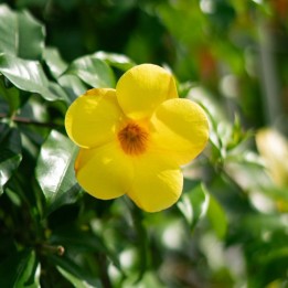 Golden trumpet - Seeds