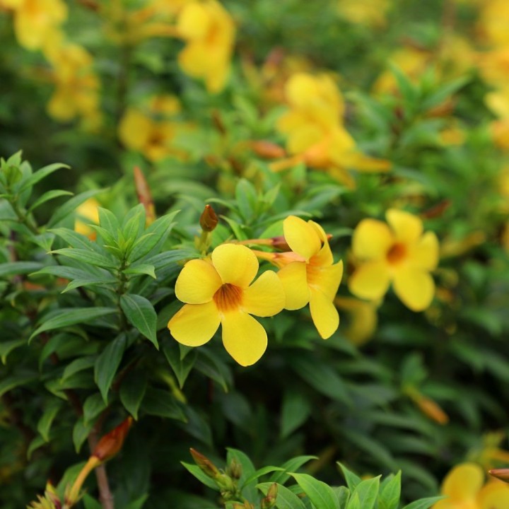 Golden trumpet - Seeds
