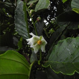 Godapara - Seeds