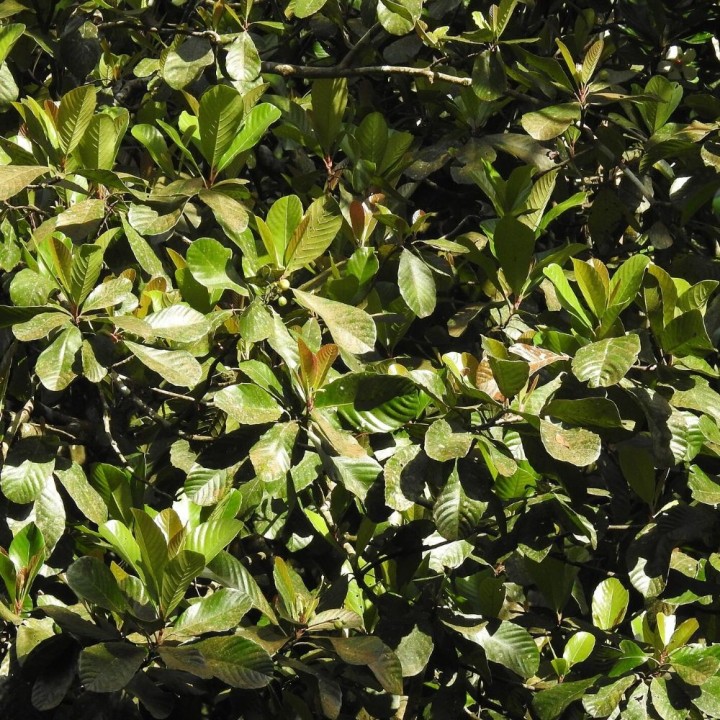 Godapara - Seeds