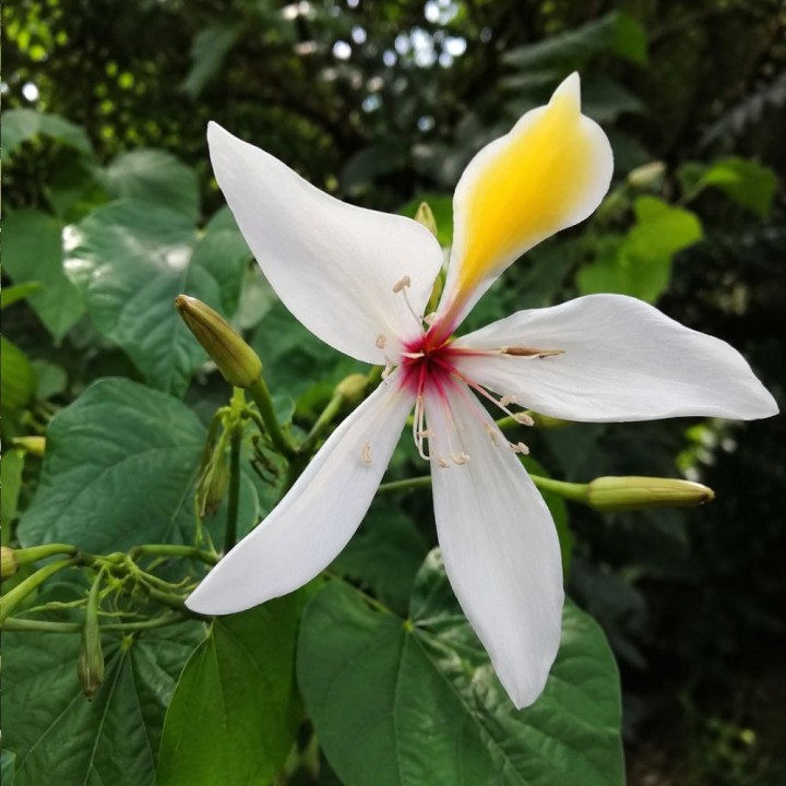Giant orchid tree - Seeds