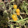 Galápagos tomato - Seeds