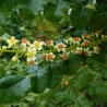 Frankincense tree - Seeds