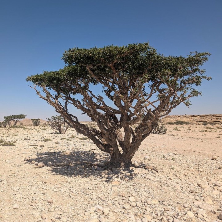 Frankincense tree - Seeds