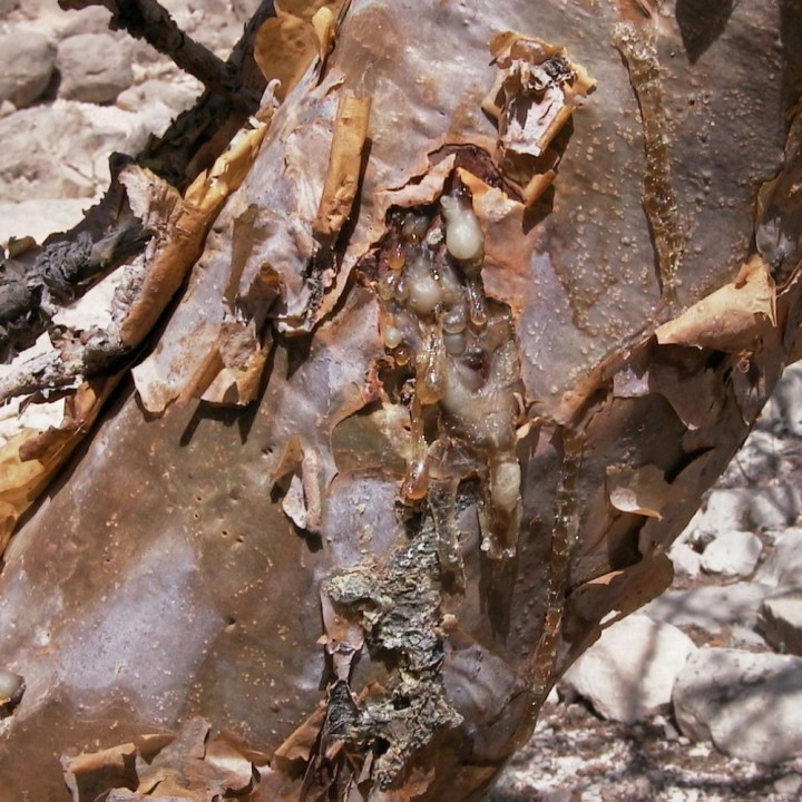 Frankincense tree - Seeds