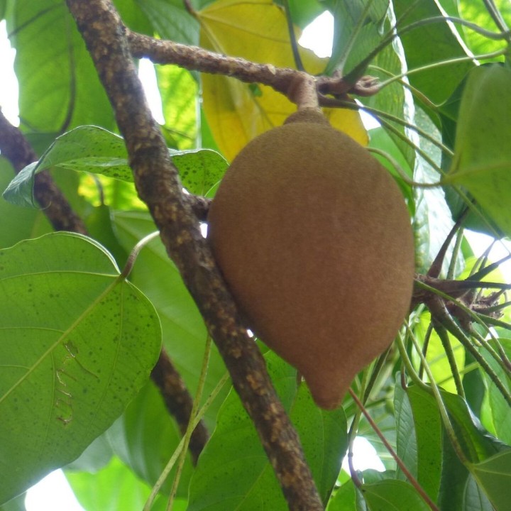 Football fruit - Seeds