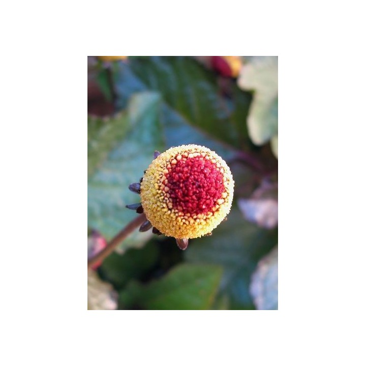 Flor eléctrica (Flor Roja) - Sobre 25 semillas