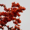 Flame of the forest - Seeds