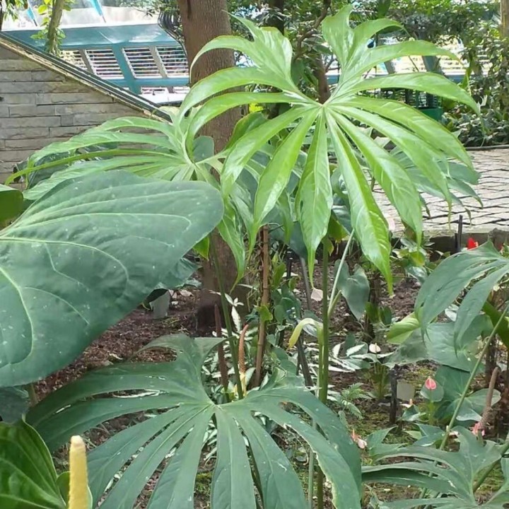 Finger anthurium - Seeds