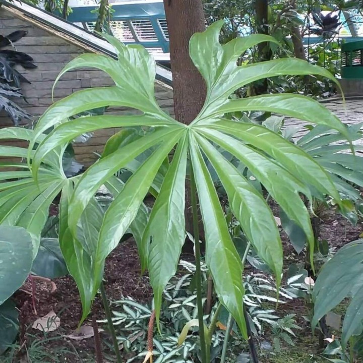 Finger anthurium - Seeds