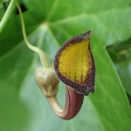 Evergreen Dutchman's pipe - Seeds