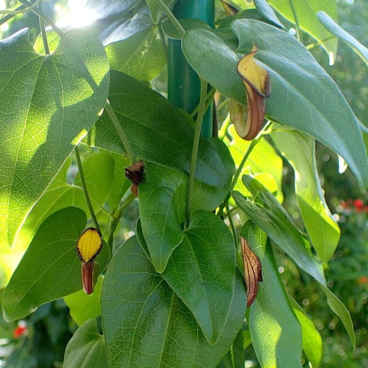 Evergreen Dutchman's pipe - Seeds