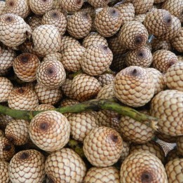 Dragon's blood rattan - Seeds