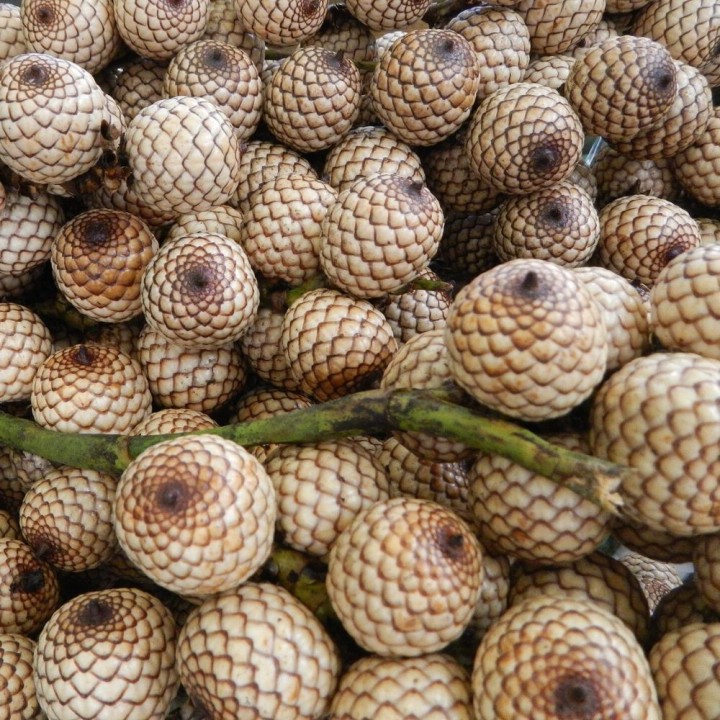 Dragon's blood rattan - Seeds