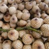 Dragon's blood rattan - Seeds