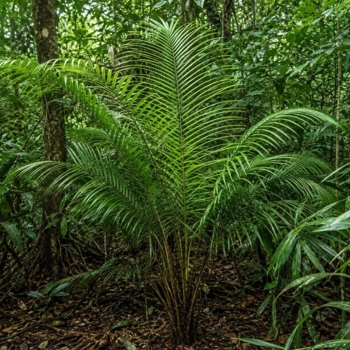 Dragon's blood rattan - Seeds