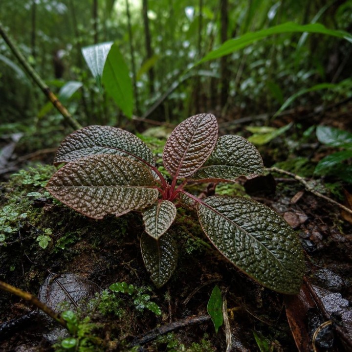 Dinosaur plant - Seeds