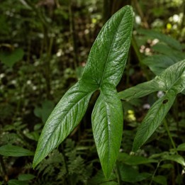 Cyrtosperma macrotum - Seeds