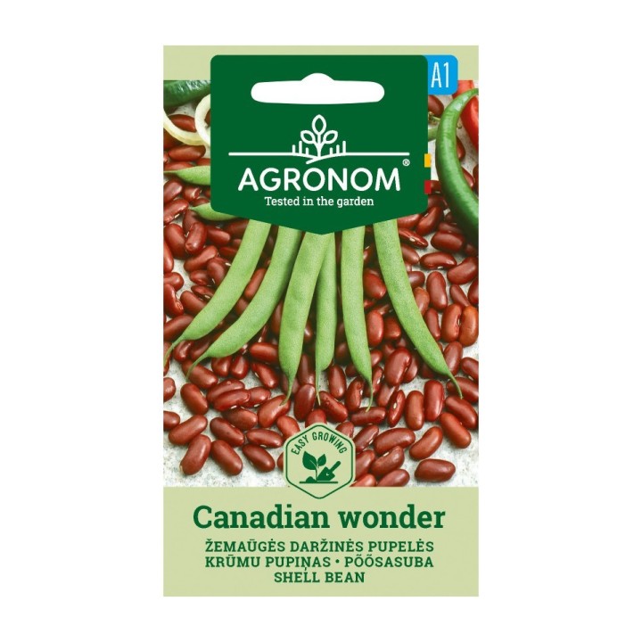 Canadian Wonder Dwarf Bean - Seeds