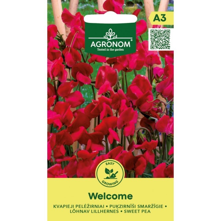 Perennial Sweet Pea, Welcome - Seeds