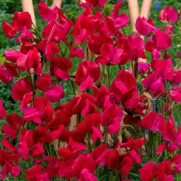 Perennial Sweet Pea, Welcome - Seeds