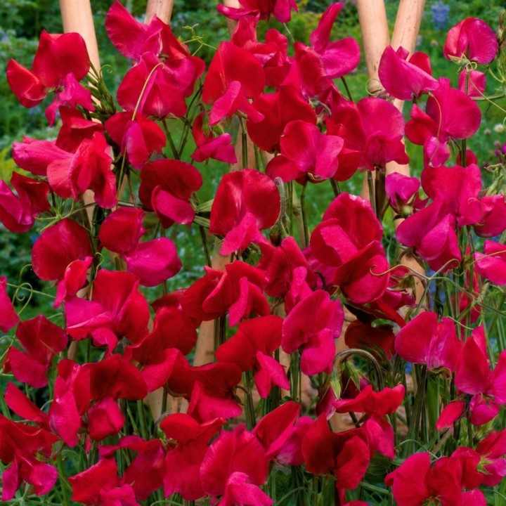 Perennial Sweet Pea, Welcome - Seeds