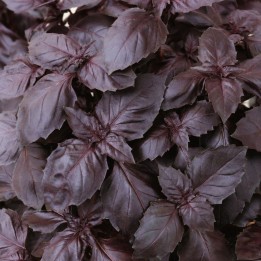 Basil, Dark Opal - Seeds