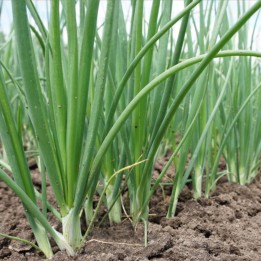 White Lisbon Spring Onion - Seeds