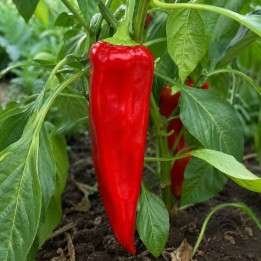 Marconi Red Pepper - Seeds