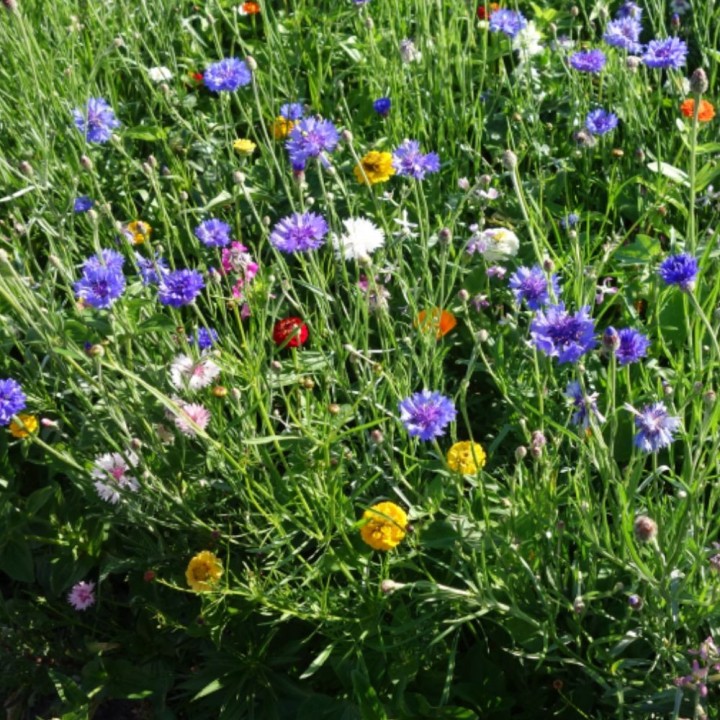 Butterfly Flower Mix - Seeds
