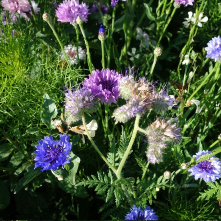 Butterfly Flower Mix - Seeds