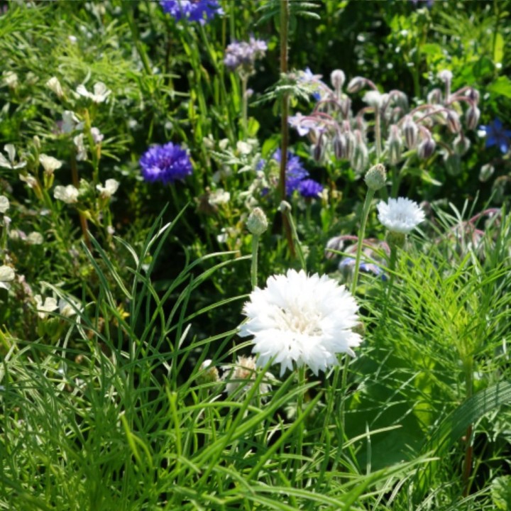 Butterfly Flower Mix - Seeds