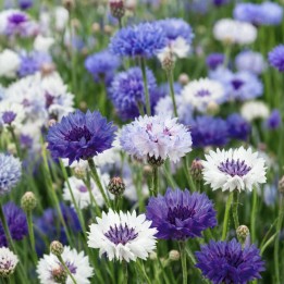 Ball Cornflower - Seeds