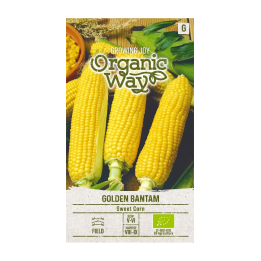 Golden Bantam Sweet Corn (Organic) - Seeds